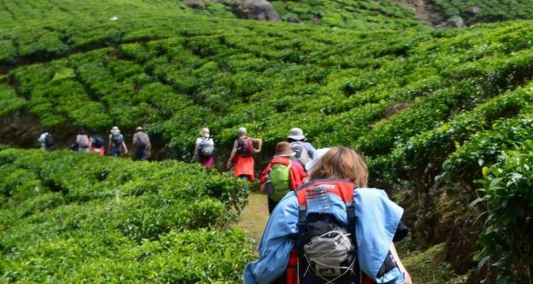 Groupe de touristes faisant de la randonnée à travers une plantation de thé.