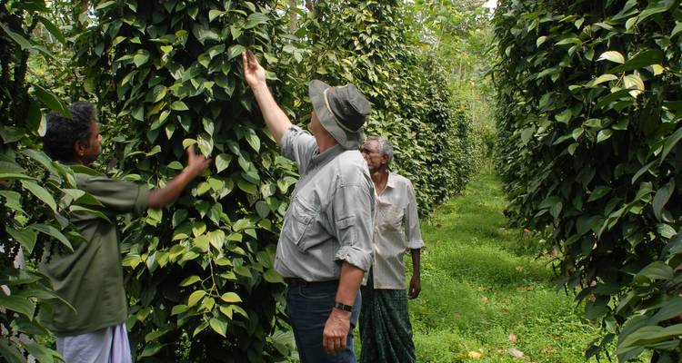 Des visiteurs explorant une plantation d'épices avec des plants de poivre.