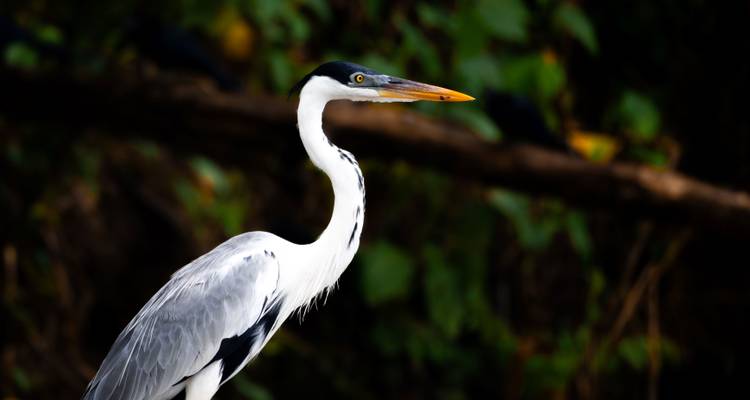 Héron perché avec un décor de jungle en arrière-plan.