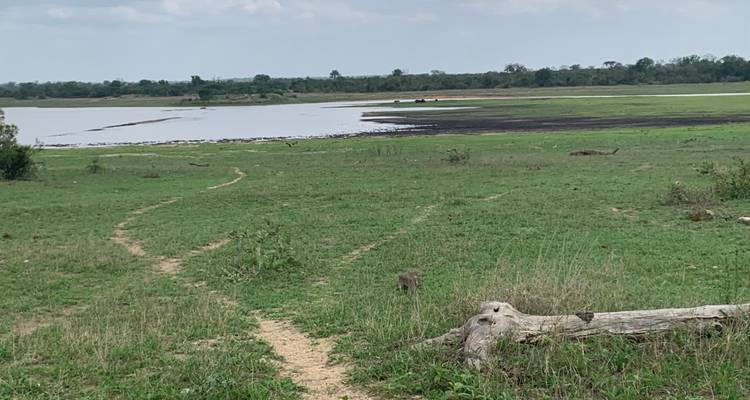 Paysage de savane avec un plan d'eau au loin
