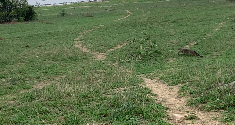 Savane ouverte avec un plan d'eau distant et des sentiers