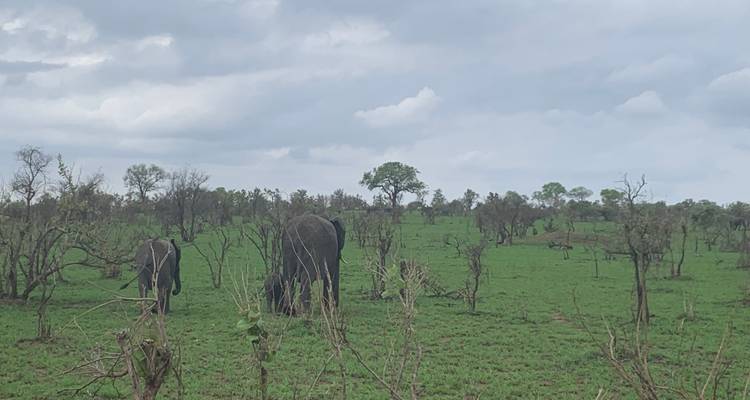 Des éléphants broutant dans une savane verdoyante