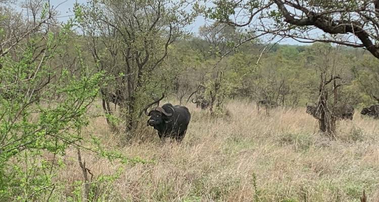 Bison debout dans une zone herbeuse