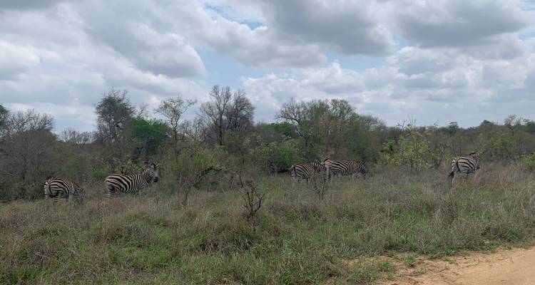 Des zèbres dans un champ herbeux