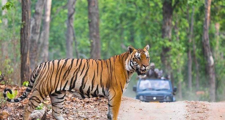 Tigre sur un sentier forestier avec véhicule en arrière-plan