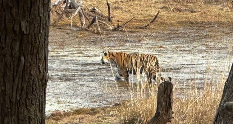 Bengaalse tijger waadt door een moerassige open plek in droog bos.