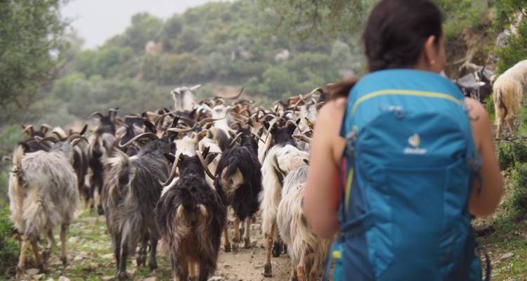 Person with a backpack walking towards a herd of goats.