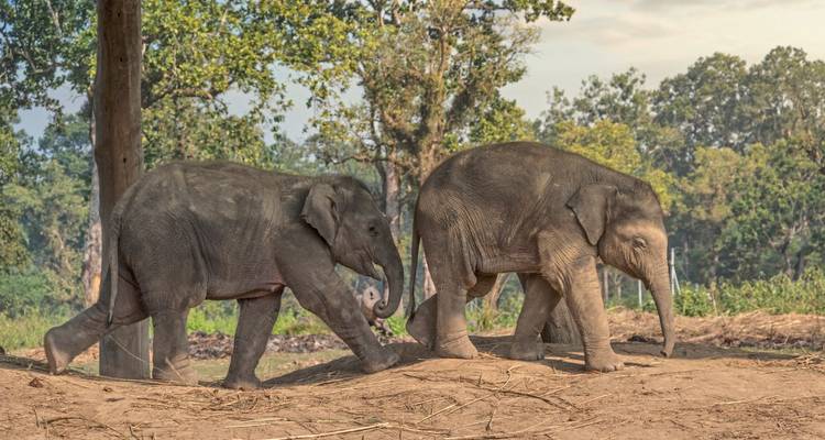 Twee olifanten lopend in een bosomgeving.