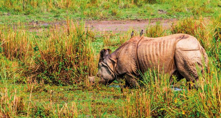 Neushoorn grazend in een moerassig gebied.