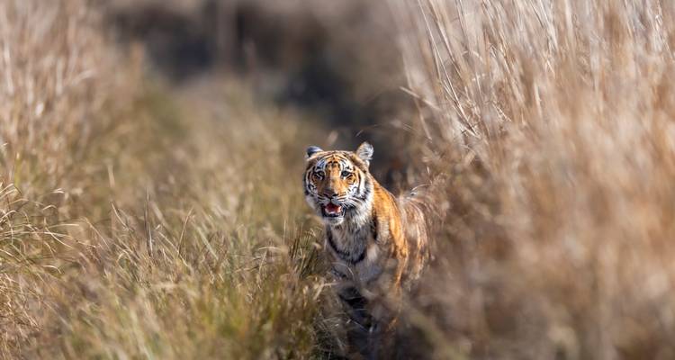 A Bengal tiger emerges through tall golden grass in the wild, looking straight toward the camera.