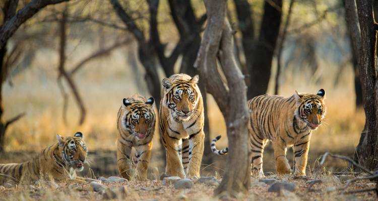Four Bengal tigers, including juveniles, walk together through a dry forest clearing.