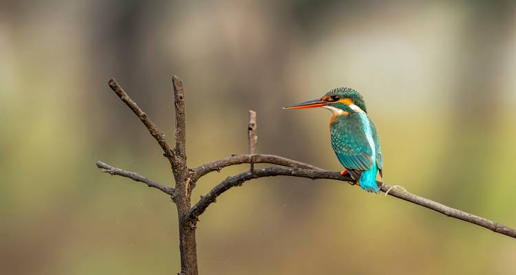 A vivid kingfisher with turquoise plumage perches on a bare twig against a soft natural backdrop.