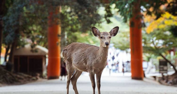 Close-up van een hert dat langs het pad tussen oranje torii-pilaren in Nara staat.