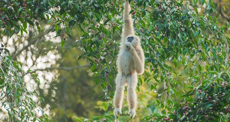 White-fur gibbon hanging by one arm from leafy branch in dense jungle