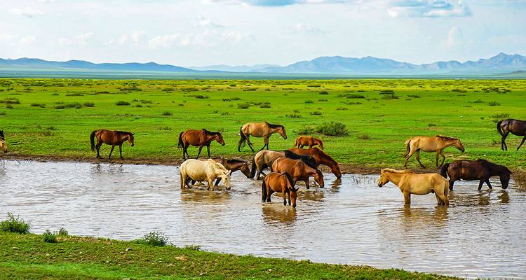 Chevaux s'abreuvant à un point d'eau dans une vaste plaine herbeuse avec des montagnes.