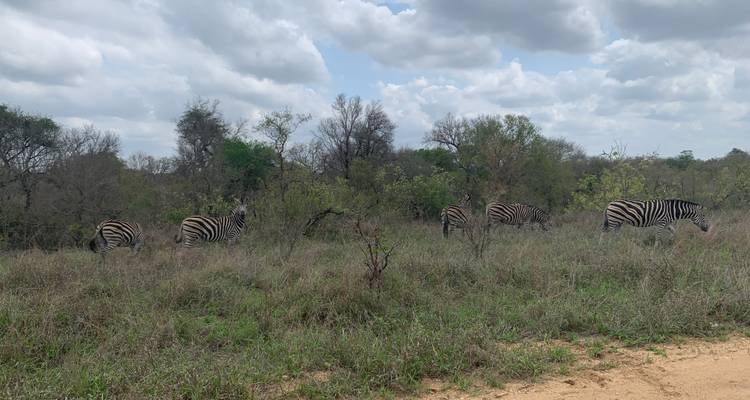 Troupeau de zèbres marchant à travers la brousse.