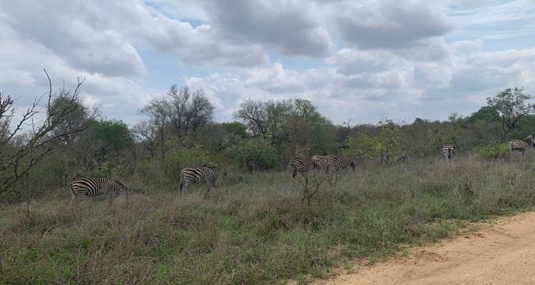 Troupeau de zèbres marchant à travers la brousse.