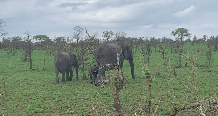 Des éléphants broutant dans un champ vert.