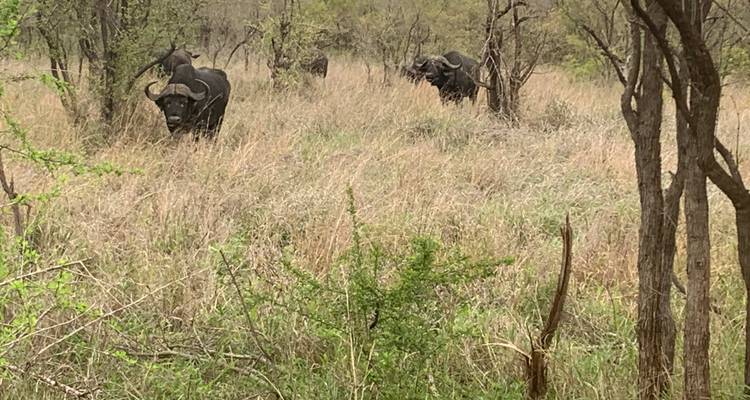 Buffles cachés dans les hautes herbes.