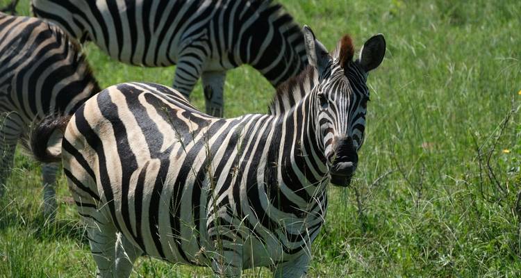 Des zèbres qui broutent dans un paysage herbeux.