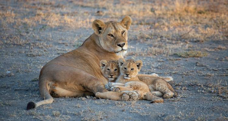 Lionne avec deux petits se reposant sur l'herbe sèche.