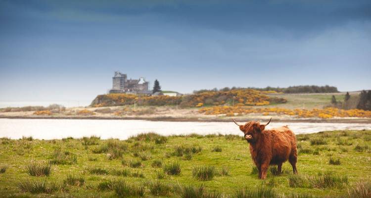 A shaggy Highland cow stands in a grassy field with a distant Scottish castle and loch behind.