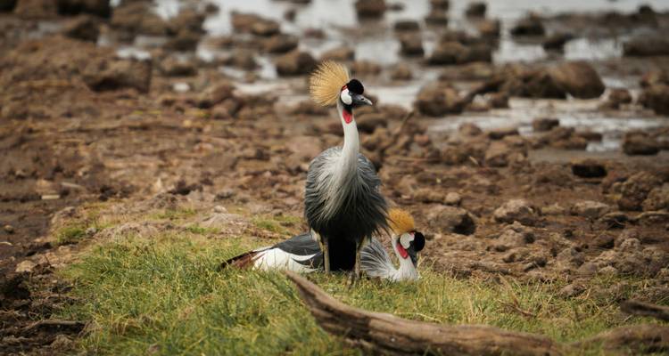 Grues couronnées debout au bord d'un plan d'eau.