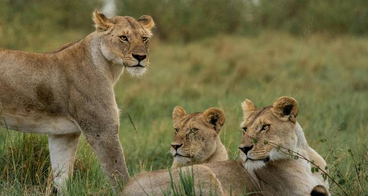 Trois lions se reposant dans l'herbe de la savane, observant leur environnement.