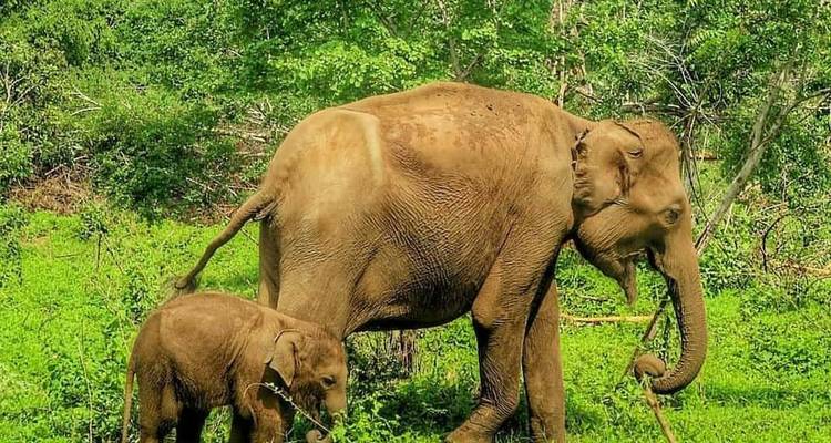 An adult and a baby elephant in a green landscape.