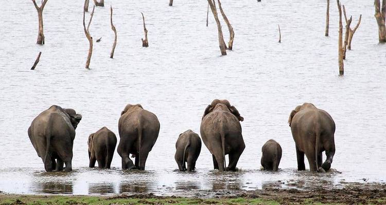 Elephant family walking in shallow water.
