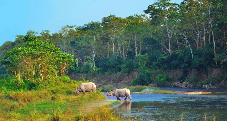 Two rhinoceroses by the river in a forest landscape.