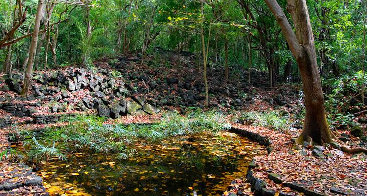 Forest area with a small water body covered in leaves.