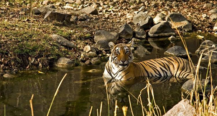Tigre se prélassant dans un ruisseau entouré de rochers.