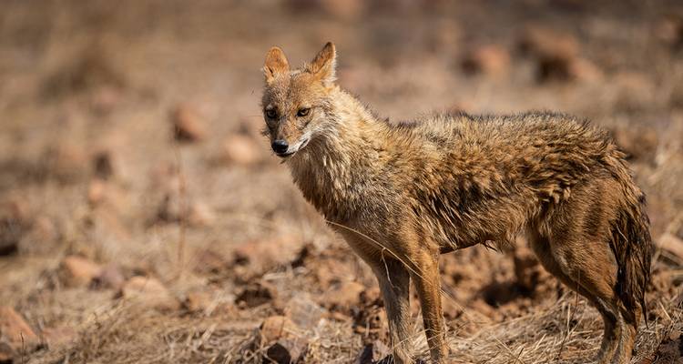 Canidé sauvage debout dans un environnement sec et rocheux.