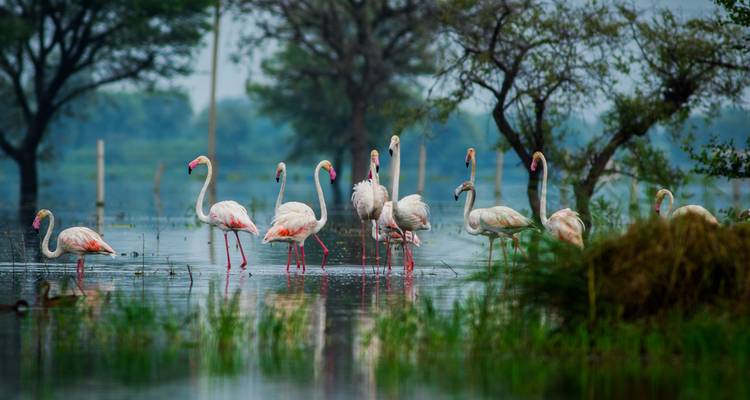 Des flamants roses pataugeant dans un étang peu profond entouré d'arbres.