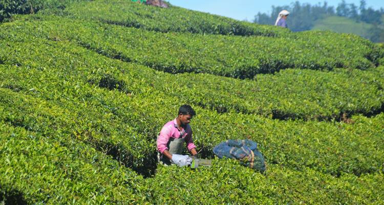 Trabajador recogiendo hojas de té en una plantación de té verde vibrante.
