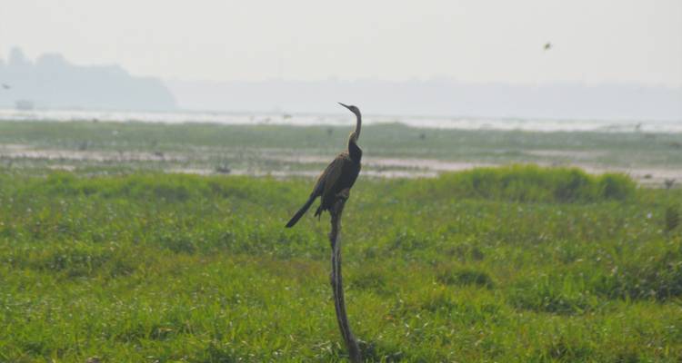 Pájaro posado en un palo en una zona pantanosa.