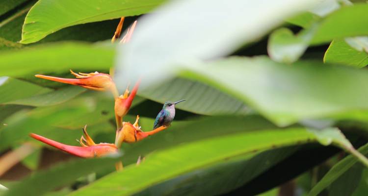 A colorful hummingbird perched on heliconia flowers partly obscured by lush green leaves.