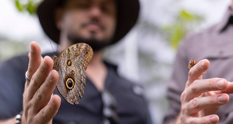 Close-up of a large brown butterfly resting on a person's hand while two blurred companions observe.