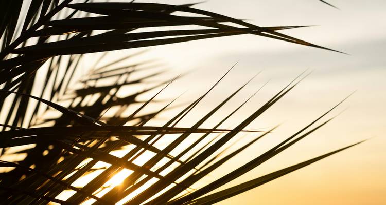 Silhouetted palm fronds with the sun peeking through during a warm tropical sunset.