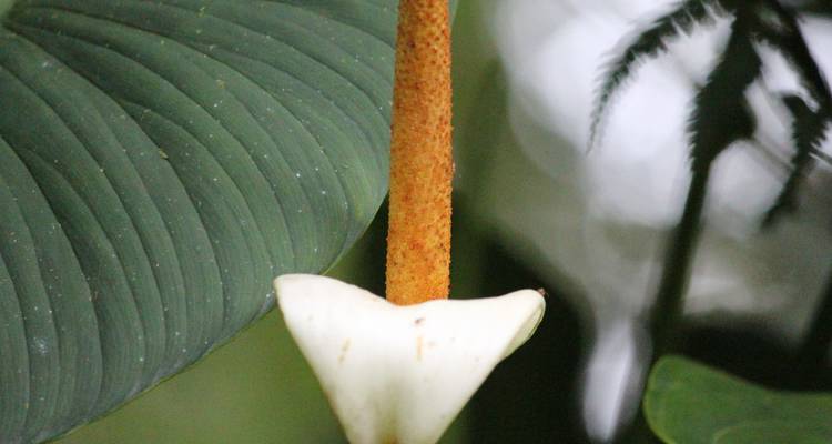 Macro of a white tropical flower spadix against broad green leaves in diffused light.