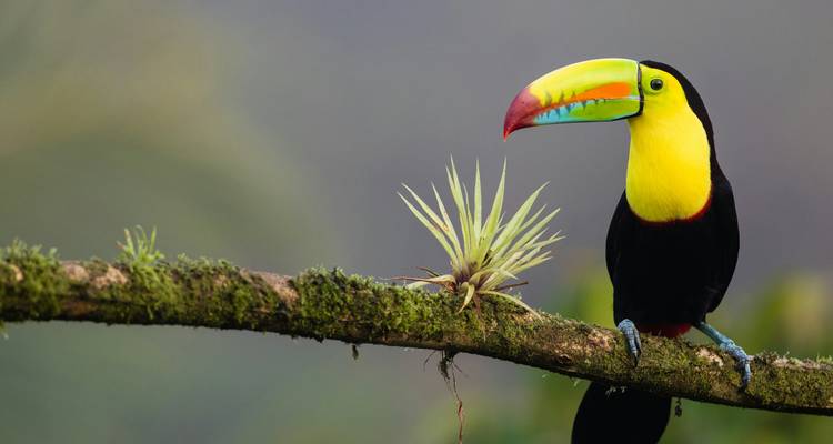 A keel-billed toucan perched on a mossy branch beside a small bromeliad against a soft jungle backdrop.