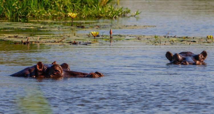 Hippopotames partiellement immergés dans l'eau dans un habitat naturel.