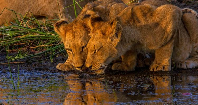 Deux lionceaux buvant de l'eau au milieu de la nature sauvage.