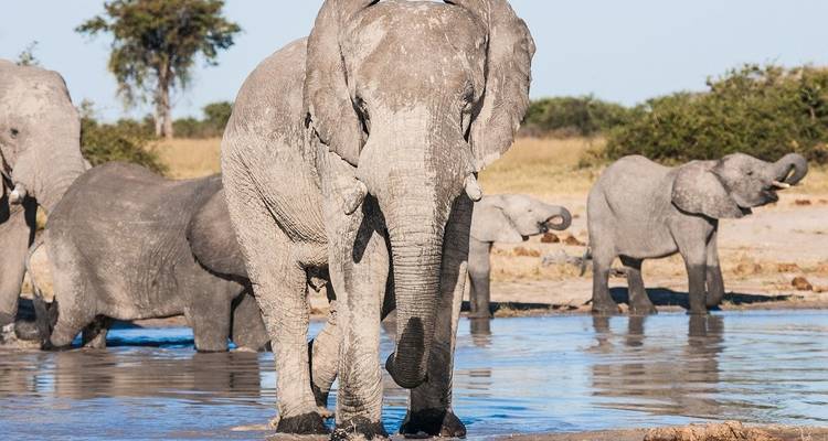 Troupeau d'éléphants rassemblé près d'un point d'eau.