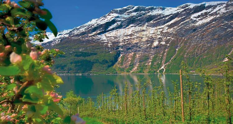 Ein ruhiger See mit schneebedeckten Bergen und Blumen im Vordergrund.