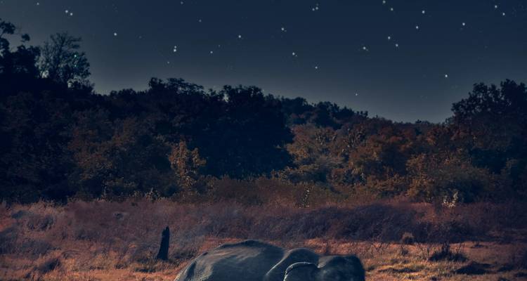 Éléphants la nuit sous un ciel étoilé