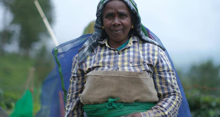 Portrait d'une femme dans une plantation de thé