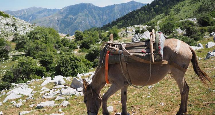 Donkey grazing in a mountainous landscape.