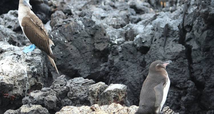 Two birds, including a penguin, on rocky terrain.